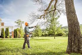 How Our Tree Care Process Works  in  Selbyville, DE