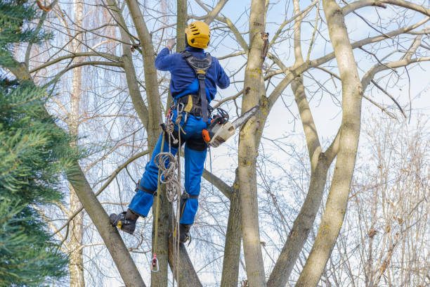 Professional Tree Care in Selbyville, DE