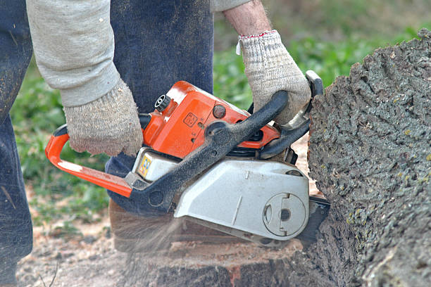 Best Lawn Renovation and Restoration  in Selbyville, DE